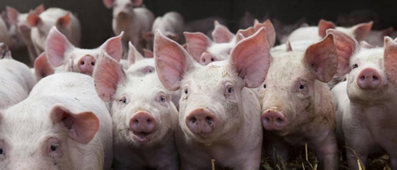 Luchtontvochtiging in de varkenshouderij-Trotec