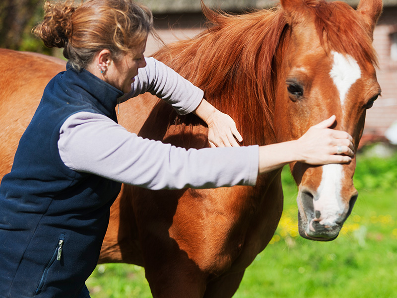 Thermografie in der Veterinärmedizin: effizient und vielfältig