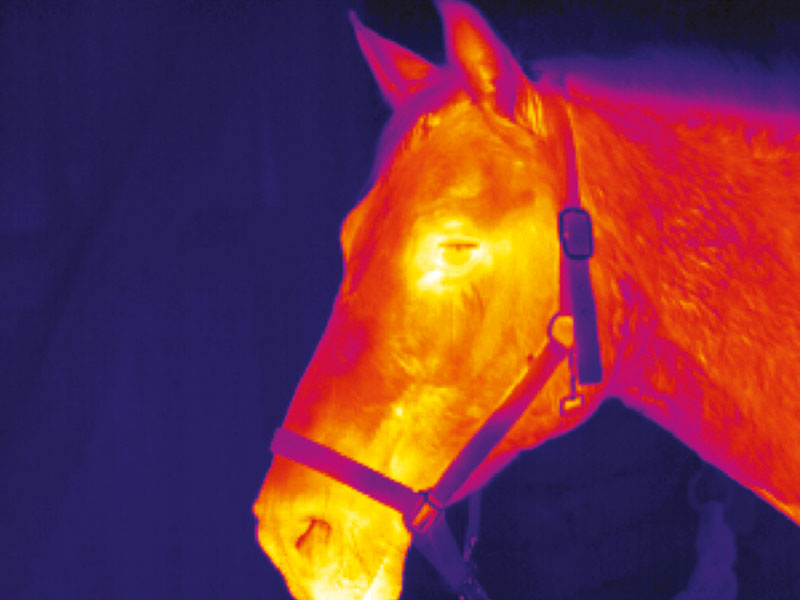 Thermografie in der Veterinärmedizin: effizient und vielfältig