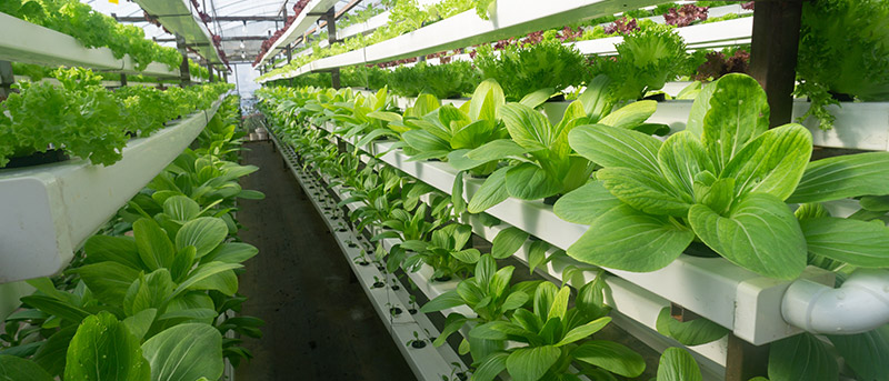 Vertical farming & indoor gardening met hydroponie-Trotec